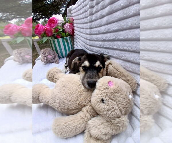 Medium Photo #4 German Shepherd Dog-Unknown Mix Puppy For Sale in Oak Bluffs, MA, USA