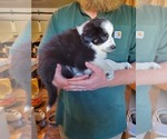 Small Photo #3 Miniature Australian Shepherd Puppy For Sale in MONMOUTH, OR, USA