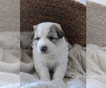 Small Photo #59 Great Pyrenees Puppy For Sale in FALCON, CO, USA