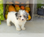 Puppy Lilly Poodle (Miniature)