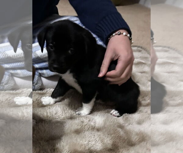 Medium Photo #4 Toy Rat Doxie Puppy For Sale in Holly Springs, NC, USA