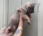Small Photo #7 French Bulldog Puppy For Sale in PASADENA, CA, USA