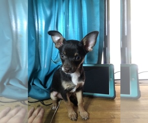Chihuahua Puppy for sale in AMERICUS, GA, USA