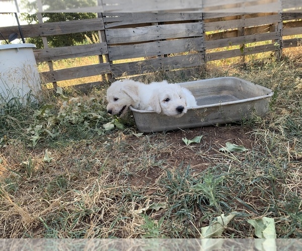 Medium Photo #6 Komondor Puppy For Sale in GUTHRIE, OK, USA