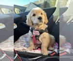 Small #5 Golden Retriever