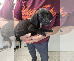 Labrador Retriever-Unknown Mix Dogs for adoption in Rustburg, VA, USA