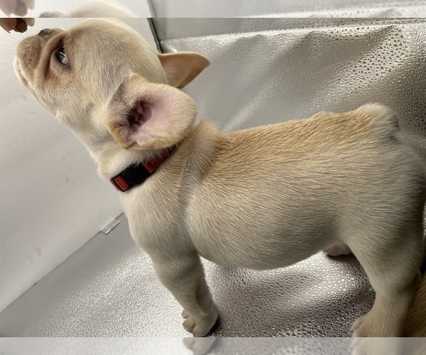 Medium Photo #10 French Bulldog Puppy For Sale in CLEARWATER, FL, USA