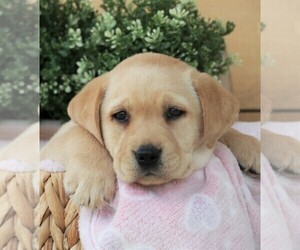 Labrador Retriever Puppy for sale in SYRACUSE, IN, USA