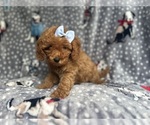 Small #5 Cavapoo