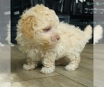 Small Photo #3 Maltipoo-Poodle (Toy) Mix Puppy For Sale in PALM COAST, FL, USA