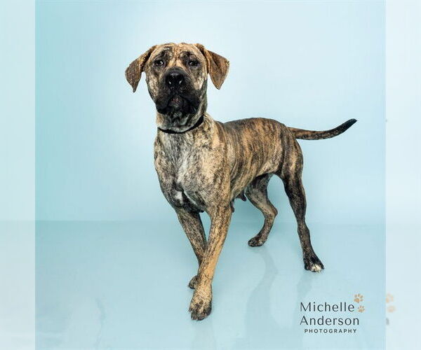 Medium Photo #1 Mutt Puppy For Sale in Corona, CA, USA