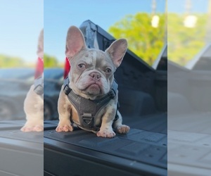 French Bulldog Puppy for sale in MIAMI, FL, USA