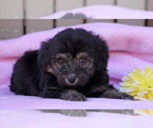 Aussiedoodle Miniature Puppy for sale in FREDERICKSBG, OH, USA