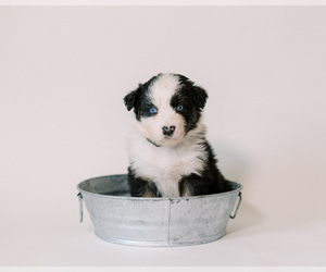 Australian Shepherd Puppy for sale in LA RUE, OH, USA