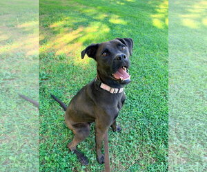 Winnie - Female Boxador Dog for Adoption - Photo #5