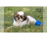 Small #9 Shih Tzu