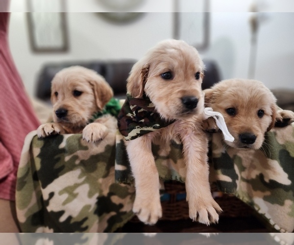 Medium Photo #1 Golden Retriever Puppy For Sale in BURKBURNETT, TX, USA