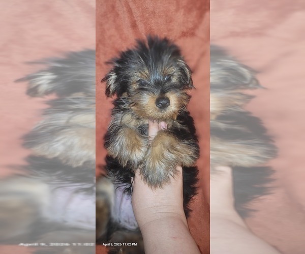 Medium Photo #180 Yorkshire Terrier Puppy For Sale in AKRON, OH, USA