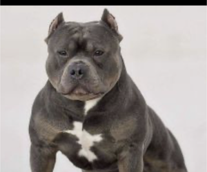Father of the American Bully puppies born on 04/09/2023