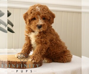 Goldendoodle (Miniature) Puppy for sale in NARVON, PA, USA