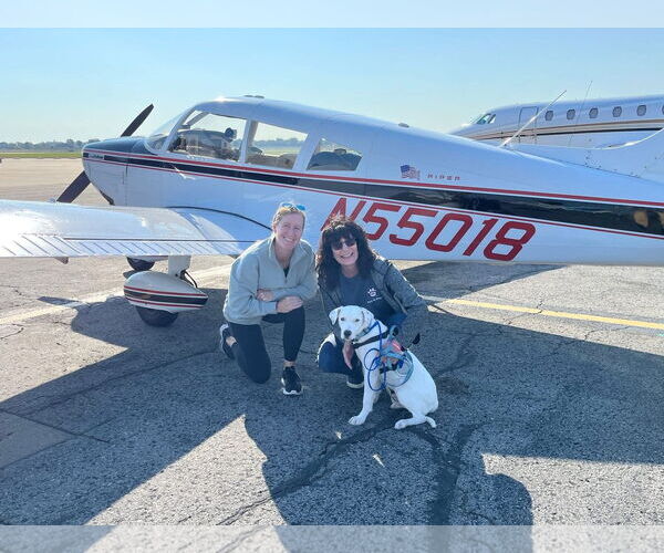 Medium Photo #4 Labrador Retriever-Unknown Mix Puppy For Sale in New London, WI, USA