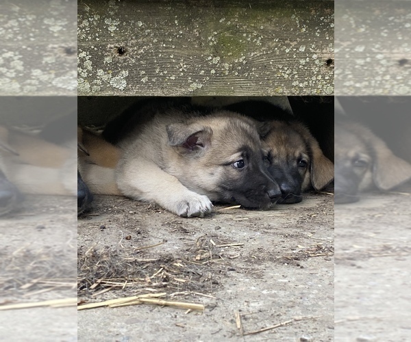 Medium Photo #9 German Shepherd Dog Puppy For Sale in BURTON CITY, OH, USA