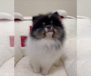 Pomeranian Puppy for sale in MIRA LOMA, CA, USA
