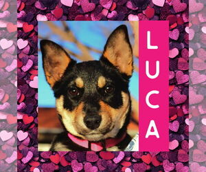 Mutt Dogs for adoption in Littleton, CO, USA