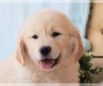 Small #11 Golden Retriever