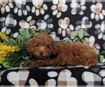 Small #3 Poodle (Toy)