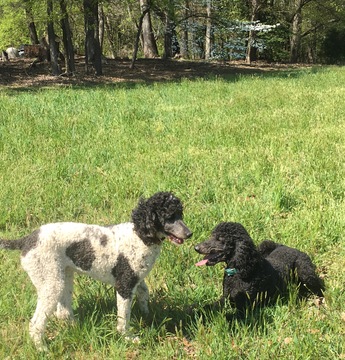 Medium Photo #1 Poodle (Standard) Puppy For Sale in RANDLEMAN, NC, USA