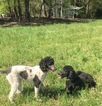 Small Photo #1 Poodle (Standard) Puppy For Sale in RANDLEMAN, NC, USA