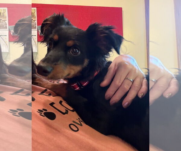 Medium Photo #3 Australian Shepherd-Miniature Pinscher Mix Puppy For Sale in Omaha, NE, USA