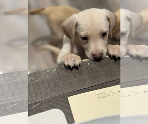 Medium Labrador Retriever Mix