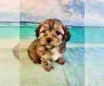 Small Photo #1 Poovanese Puppy For Sale in TECUMSEH, MI, USA