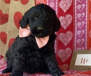 Goldendoodle Puppy for sale in LANCASTER, PA, USA