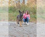Small Photo #1 German Shepherd Dog Puppy For Sale in Frenchburg, KY, USA