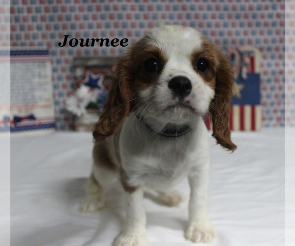 Medium Photo #18 Cavalier King Charles Spaniel Puppy For Sale in CHANUTE, KS, USA