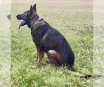 Small #9 German Shepherd Dog