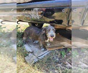 Dachshund-Unknown Mix Dogs for adoption in San Antonio, TX, USA