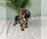 Small #4 Dachshund