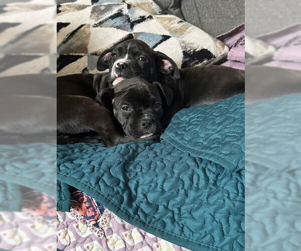 Medium Photo #4 Bullboxer Pit Puppy For Sale in Evansville, IN, USA