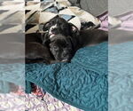 Small #3 Bullboxer Pit