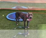 Small American Pit Bull Terrier Mix