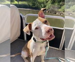 Small #2 American Pit Bull Terrier Mix