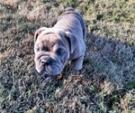Small Photo #6 Victorian Bulldogge Puppy For Sale in GREEN FOREST, AR, USA