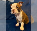 Small Photo #1 Boston Terrier Puppy For Sale in LOS ANGELES, CA, USA