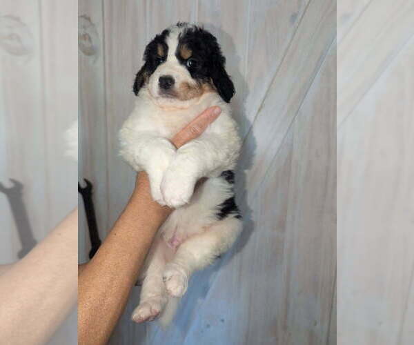 Medium Photo #15 Double Doodle Puppy For Sale in FAIRFIELD, CA, USA