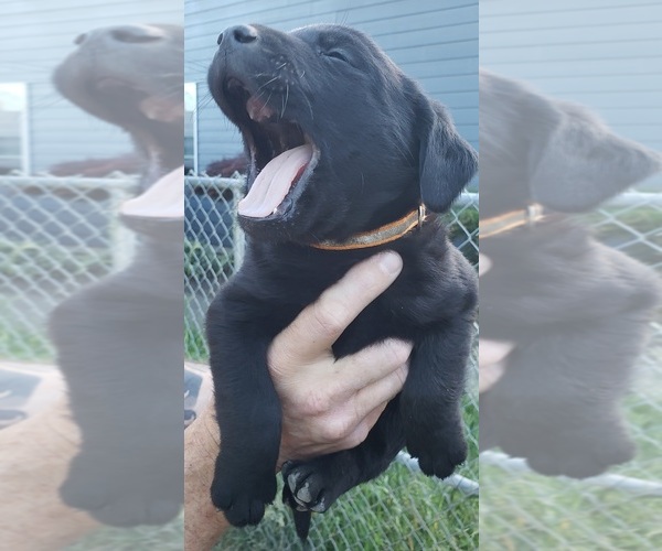 Medium Photo #17 Labrador Retriever Puppy For Sale in OLYMPIA, WA, USA