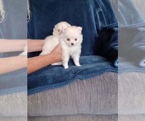 Pomeranian Puppy for sale in APPLE VALLEY, CA, USA